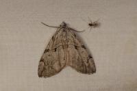 Aplocera corsalta