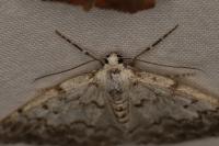 Pseudoterpna corsicaria
