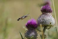 Macroglossum stellatarum