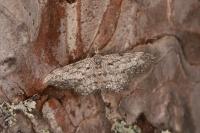 Idaea obliquaria