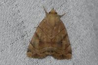 Cosmia trapezina
