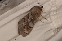 Dendrolimus pini corsaria