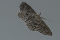 Cyclophora pendularia