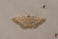Scopula marginepunctata