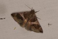 Dysgonia algira