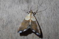 Agrotera nemoralis