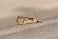 Catoptria falsella