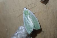 Earias clorana