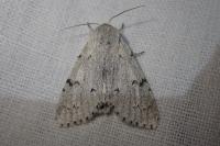 Acronicta leporina