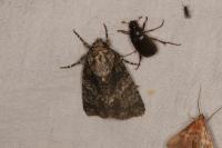 Acronicta rumicis