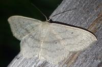 Scopula nigropunctata