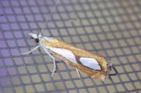 Catoptria pinella