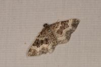 Epirrhoe alternata