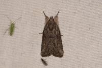 Bryophila raptricula