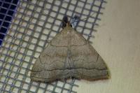 Herminia tarsicrinalis