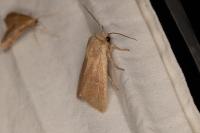 Mythimna sicula