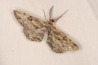 Peribatodes