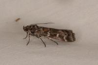 Dioryctria