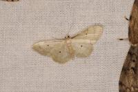 Idaea politaria
