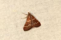 Stemmatophora combustalis