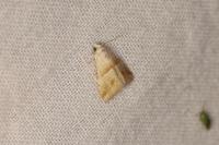 Eublemma parva