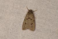 Apaidia rufeola