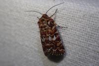 Anarta myrtilli