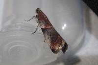 Acrobasis suavella