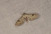 Eupithecia centaureata