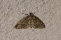 Tephronia theophilaria