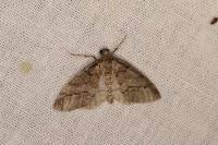 Tephronia theophilaria