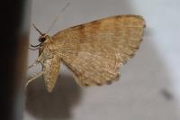 Euchoeca nebulata