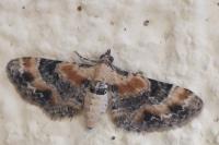 Eupithecia linariata
