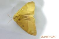 Lasiocampa quercus quercus