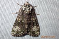 Craniophora ligustri