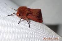Phragmatobia fuliginosa