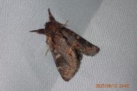 Notodonta dromedarius