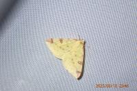 Opisthograptis luteolata