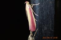 Oncocera semirubella