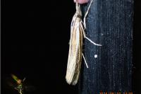 Agriphila tristella