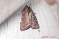 Lacanobia oleracea