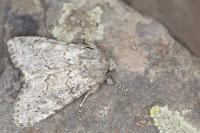 Apamea platinea