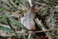 Laspeyria flexula