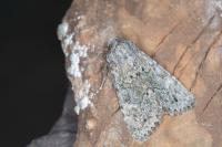 Apamea zeta