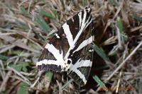 Euplagia quadripunctaria