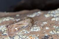 Cerapteryx graminis