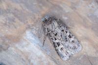 Chersotis alpestris