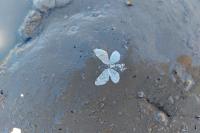 Colostygia stilpna stilpna