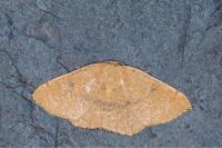 Cyclophora puppillaria