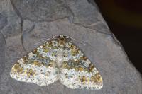 Entephria flavicinctata flavicinctata